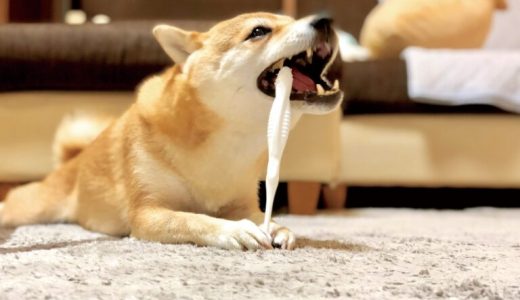 犬が歯磨きを嫌がるのはなぜ？歯磨きのコツや便利なアイテムを紹介！