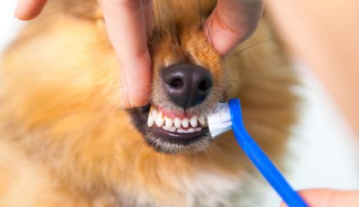 犬の歯石取りジェルおすすめランキング9選【2024年2月】歯石取りにジェルは効果的？【獣医師監修】