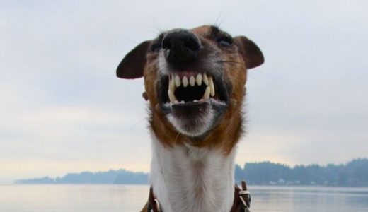 犬猫生活口腔ケアサプリの口コミ・評判｜効果や安全性についても検証