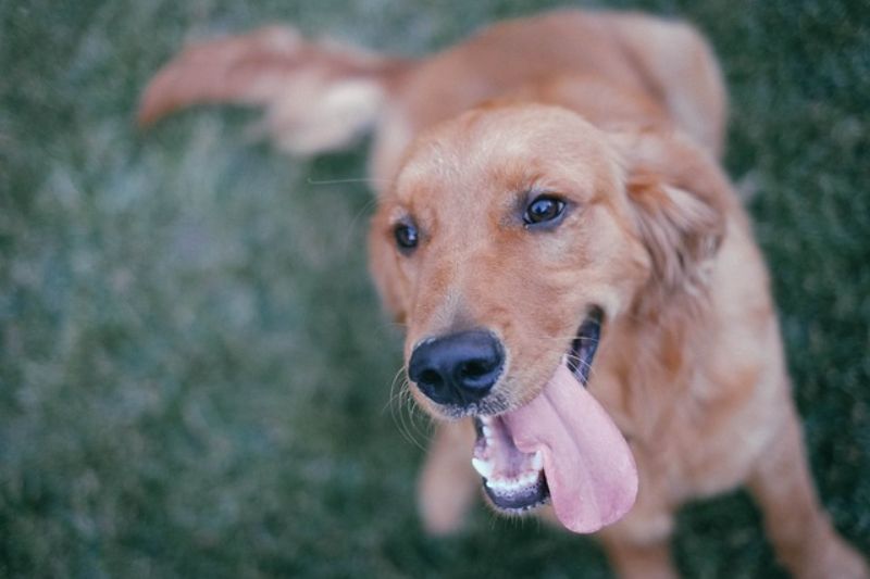犬猫生活口腔ケアサプリの口コミ・評判｜効果や安全性についても検証 