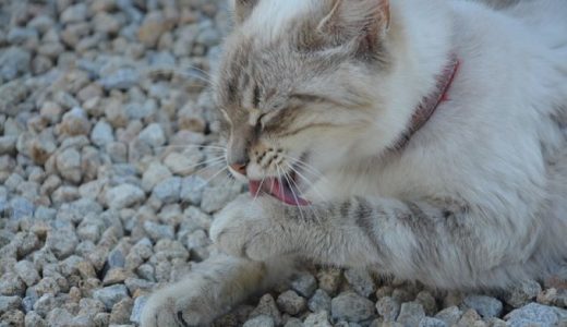 下痢(軟便)の猫向けキャットフード・餌おすすめ12選！軟便になる原因や餌を与える際の注意点は？