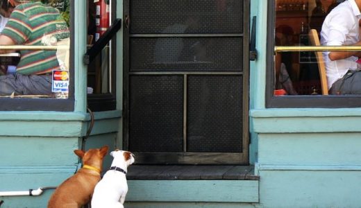 奈良のドッグカフェおすすめ21選！愛犬同伴や触れ合えるお店も紹介！