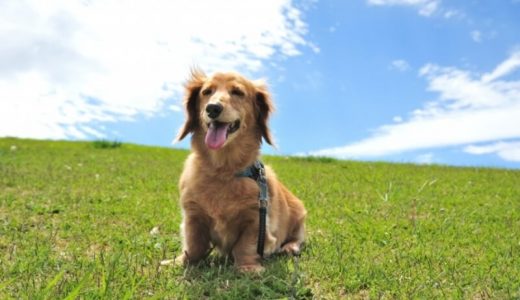 KINS WITH DENTAL GEL for dogs（犬用 デンタルジェル）の口コミは？メリット・デメリットや使い方、安全性についても解説！