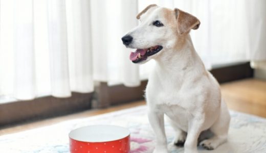 ハイシニア犬用フードおすすめ15選！選び方や食が細くなったときの与え方も解説！