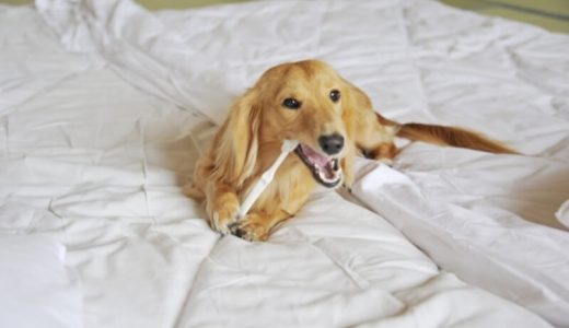 Breath wan(ブレスワン)犬用歯磨き粉の口コミ・評判を徹底調査！効果や使い方、最安値で買う方法についても解説！
