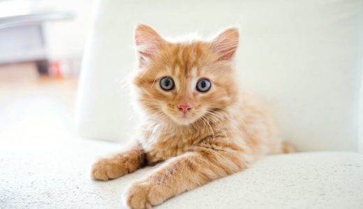 避妊手術後の猫向けキャットフードランキング16選！いつまで与えれば良いかやご飯の量についても解説！
