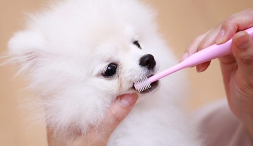 犬用歯磨き粉おすすめランキング26選【獣医師監修】選び方と歯磨きのポイントも解説！