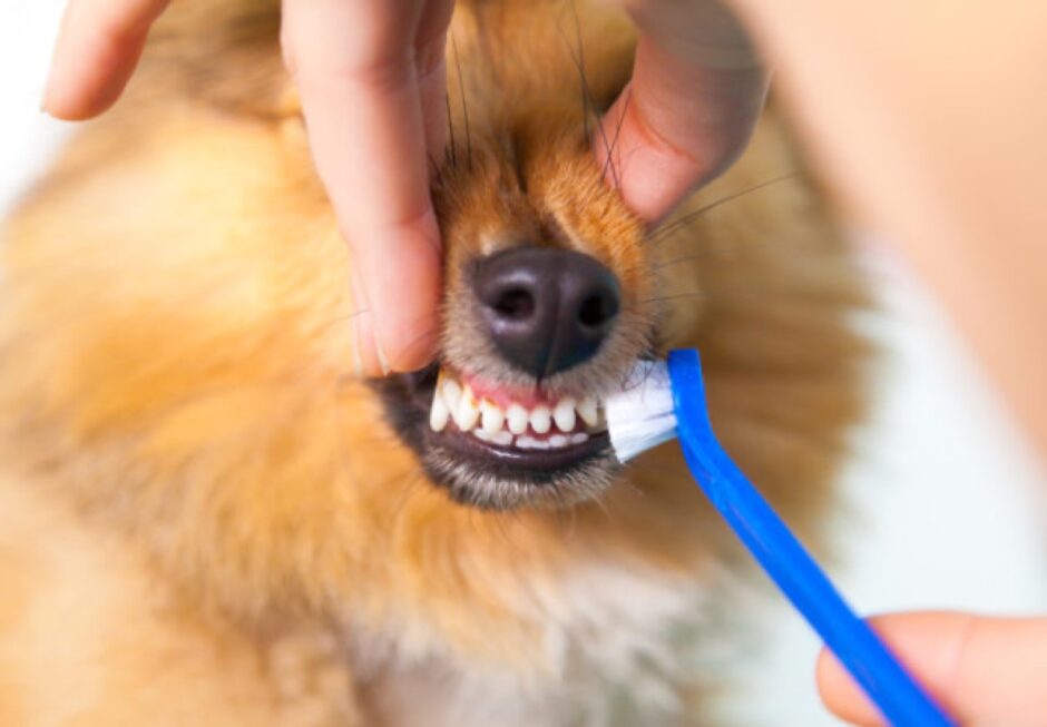 【説明専用①】犬の歯石を取る歯磨き