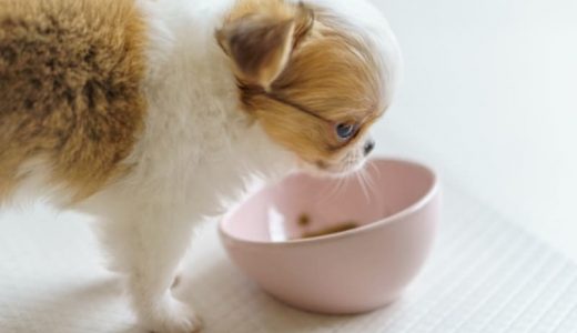 食ふん防止におすすめのドッグフード9選！【獣医師監修】子犬がうんちを食べる理由や対処法も解説！