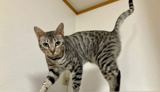 エジプシャンマウ向けキャットフードおすすめ12選！珍しい猫種にも与えられるご飯まとめ