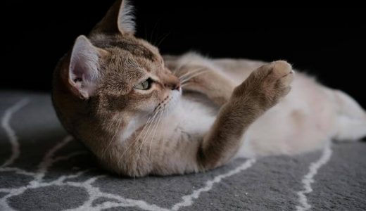 バーミラ向けキャットフードランキング8選＆口コミ！猫種の性格や特徴も紹介